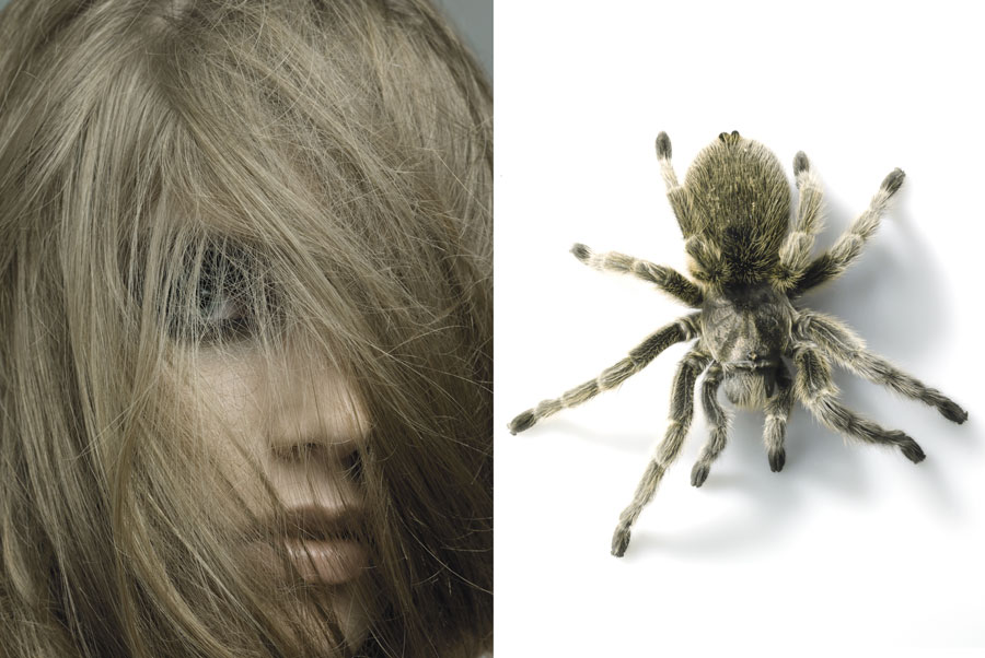 Spider1