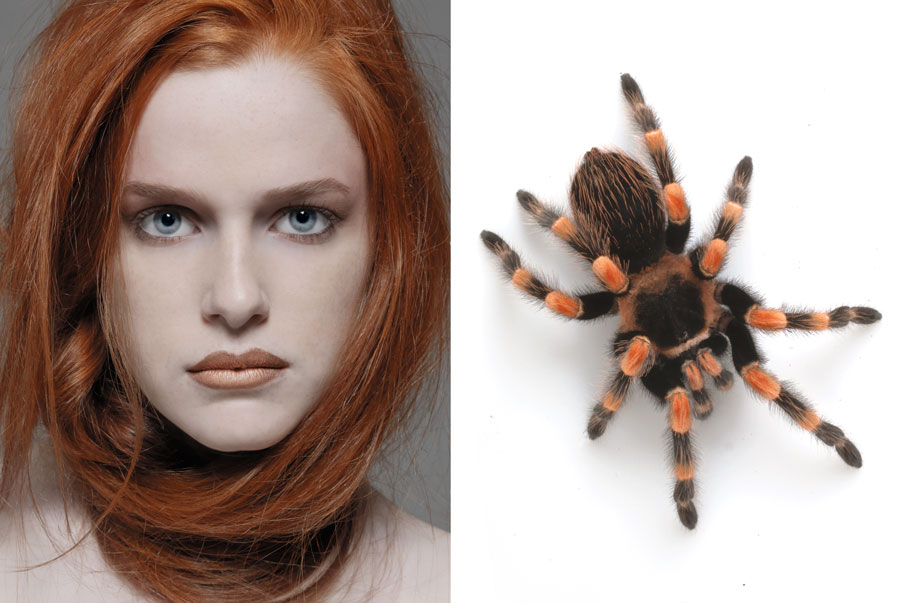 Spider2
