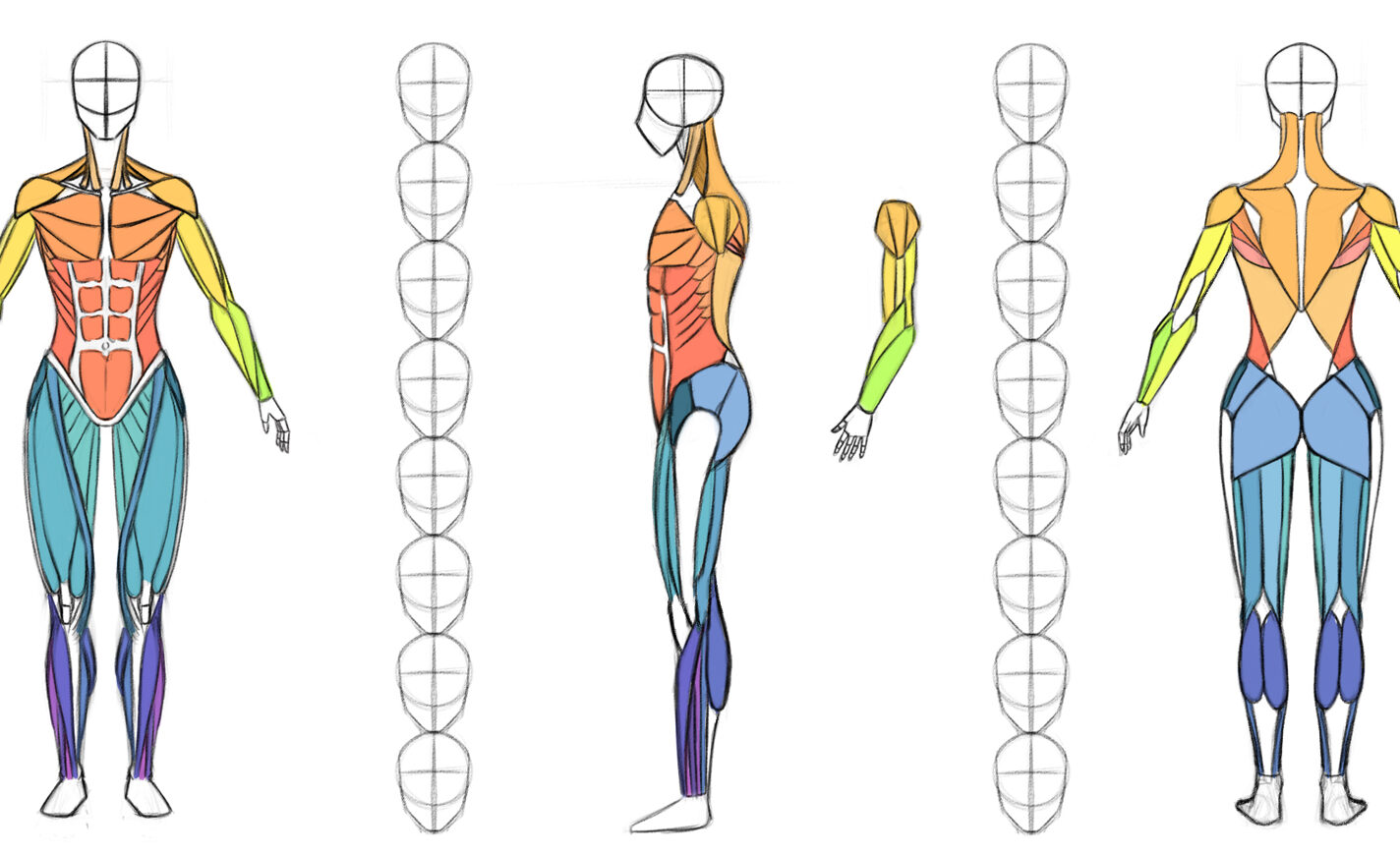 anatomy illustration